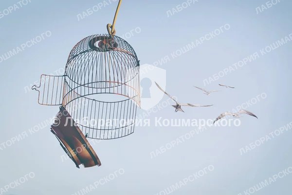 Свобода плюс